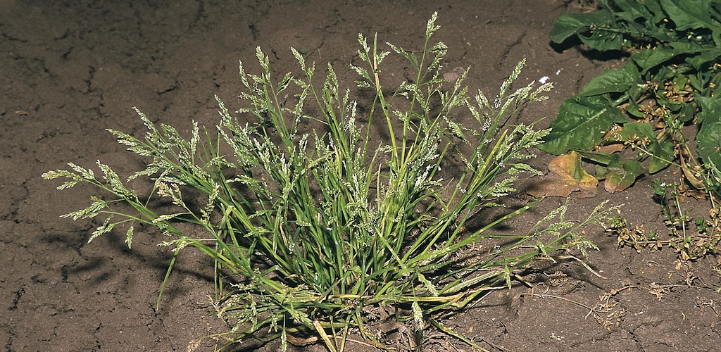 Annual Bluegrass | GreenCast | Syngenta