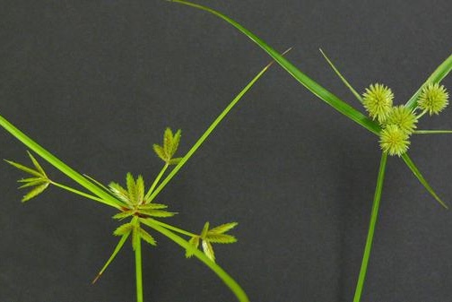 Turfgrass Weed ID | GreenCast | Syngenta