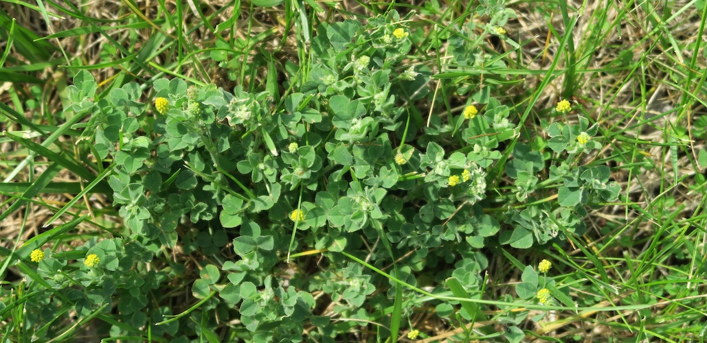 Black Medic | GreenCast | Syngenta