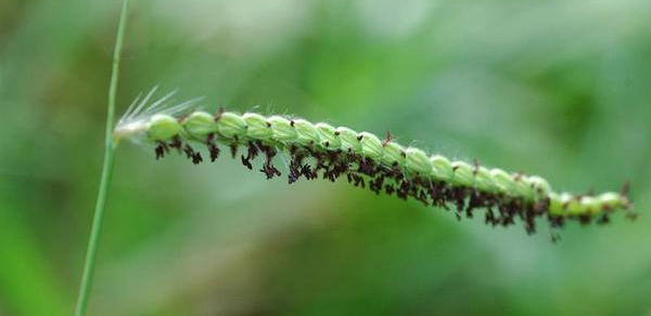 Dallisgrass | GreenCast | Syngenta