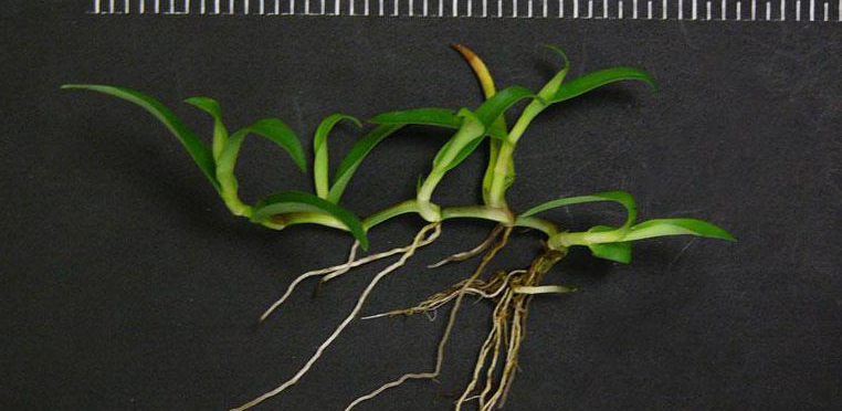 marginata dracaena Dracaena marginata, Bicolor 4" growers pot  Botanologica