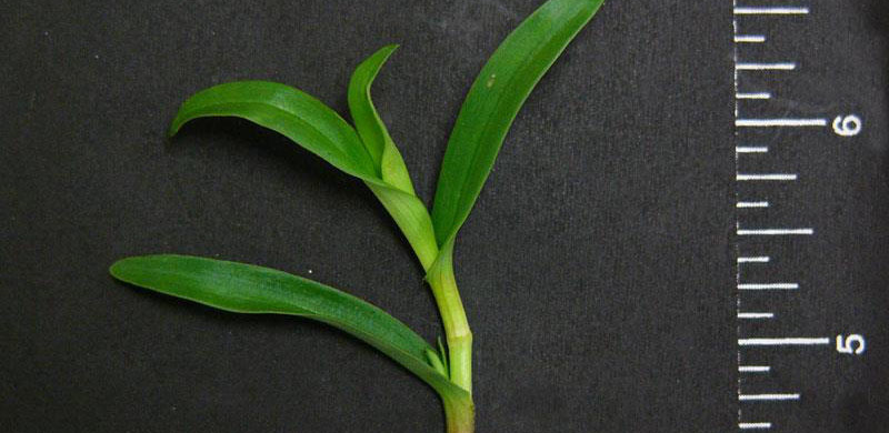 Doveweed | GreenCast | Syngenta