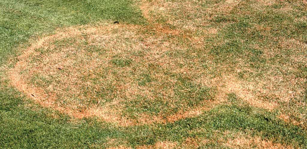 zoysia lawn large patch disease fungicide application