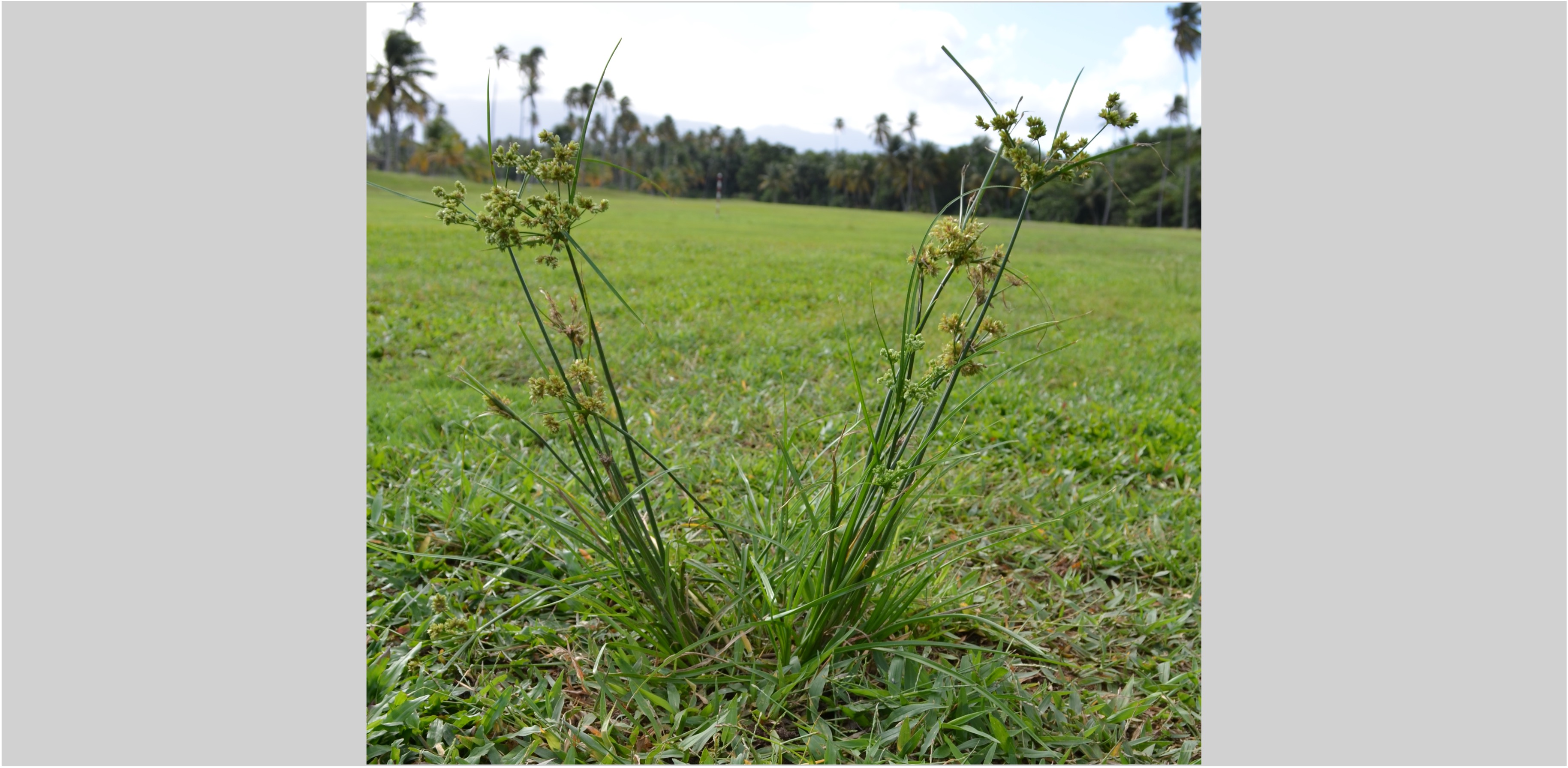 Yellow Nutsedge | GreenCast | Syngenta
