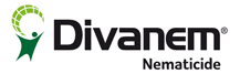 Divanem